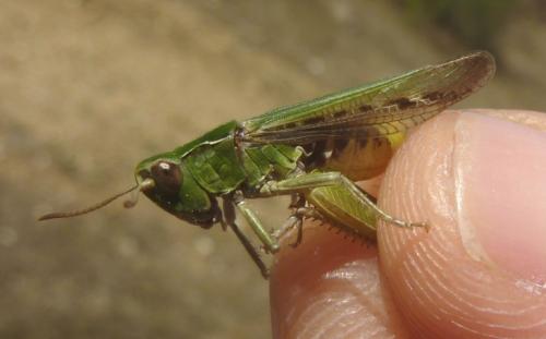 Chorthippus sp.